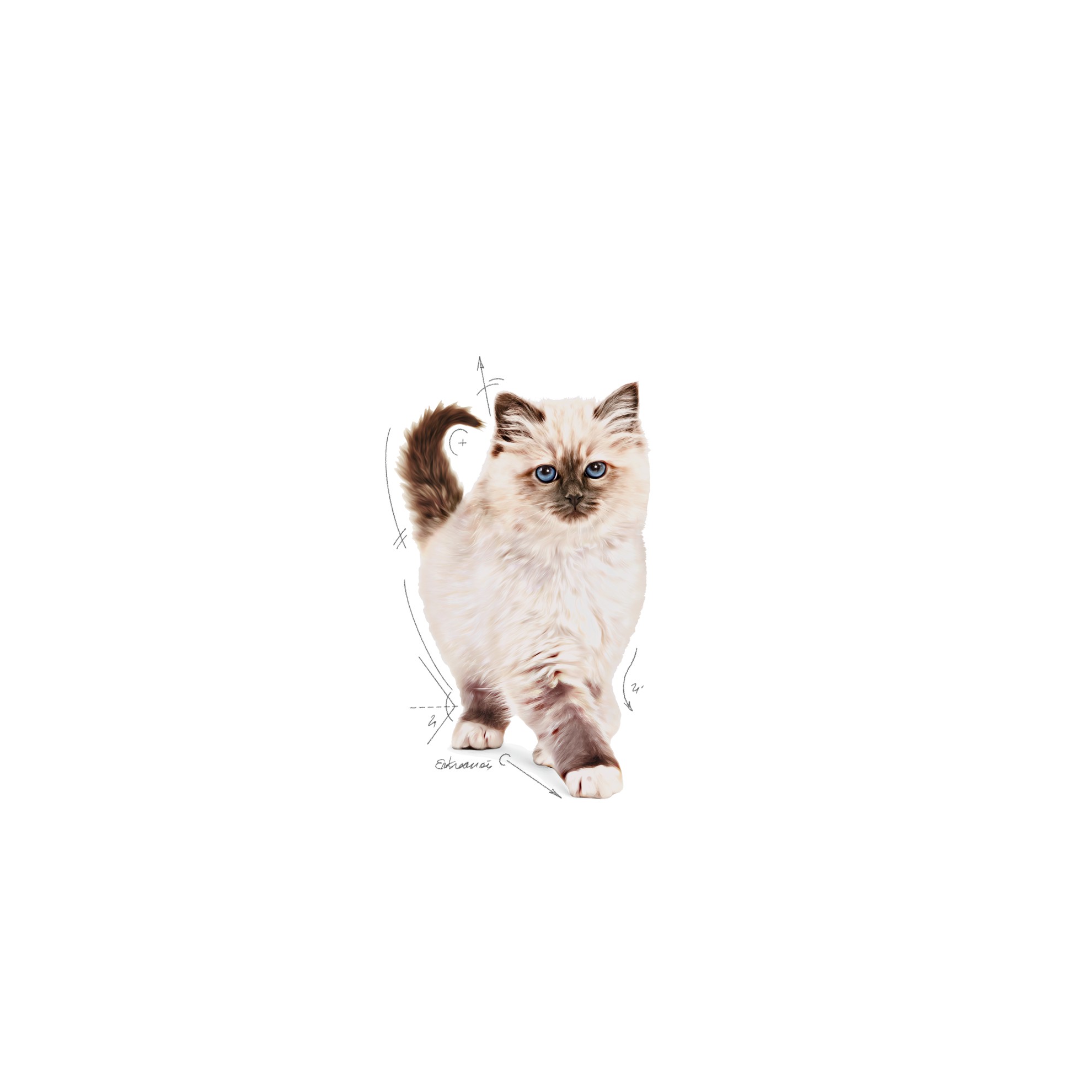 Royal Canin Kitten Száraz Macskatáp 10kg Magyarország | 28756CDEN