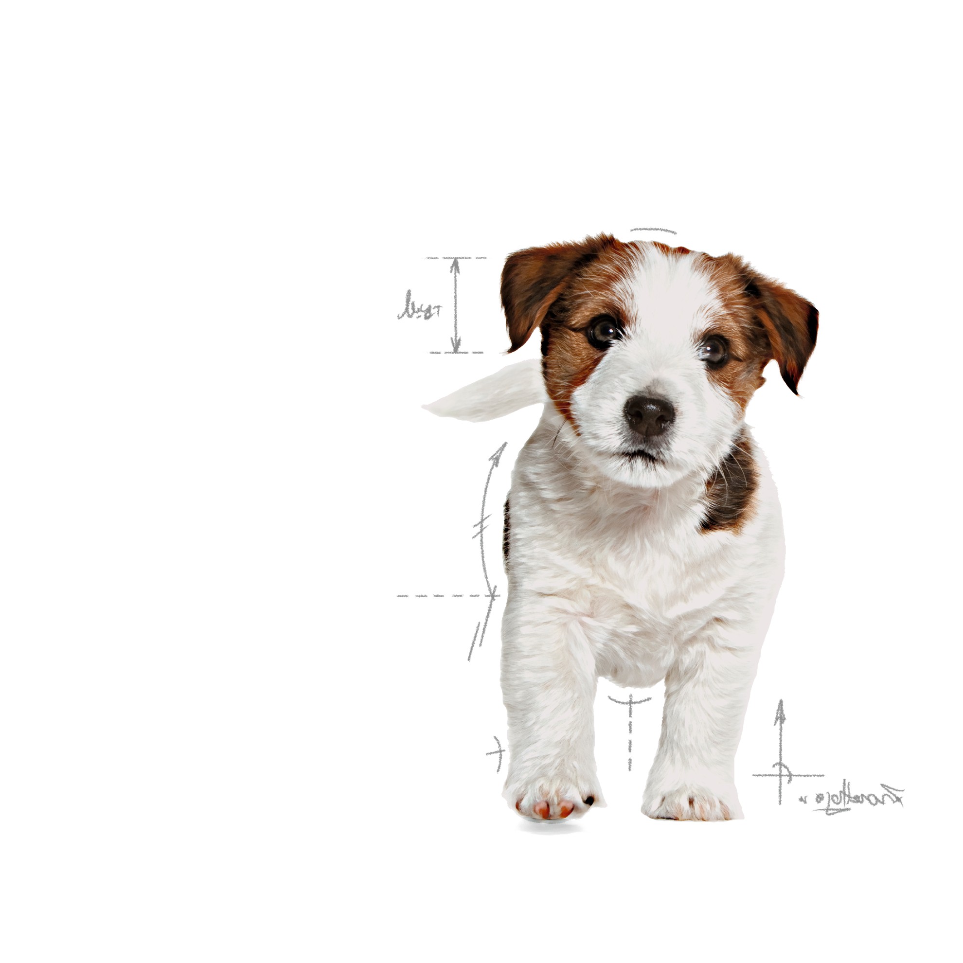 Royal Canin Small Puppy Száraz Kutyatáp 1kg Magyarország | 25607ACEG