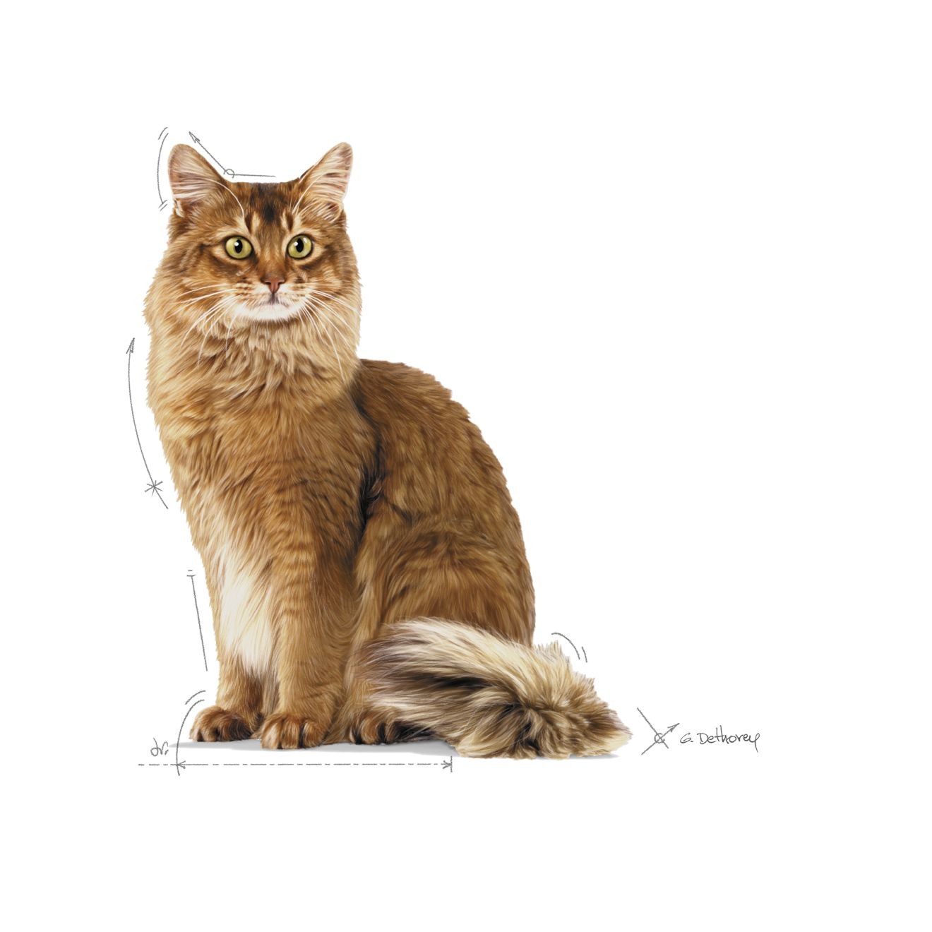 Royal Canin Weight Care Adult Száraz Macskatáp 1.5kg Magyarország | 62435KDIL