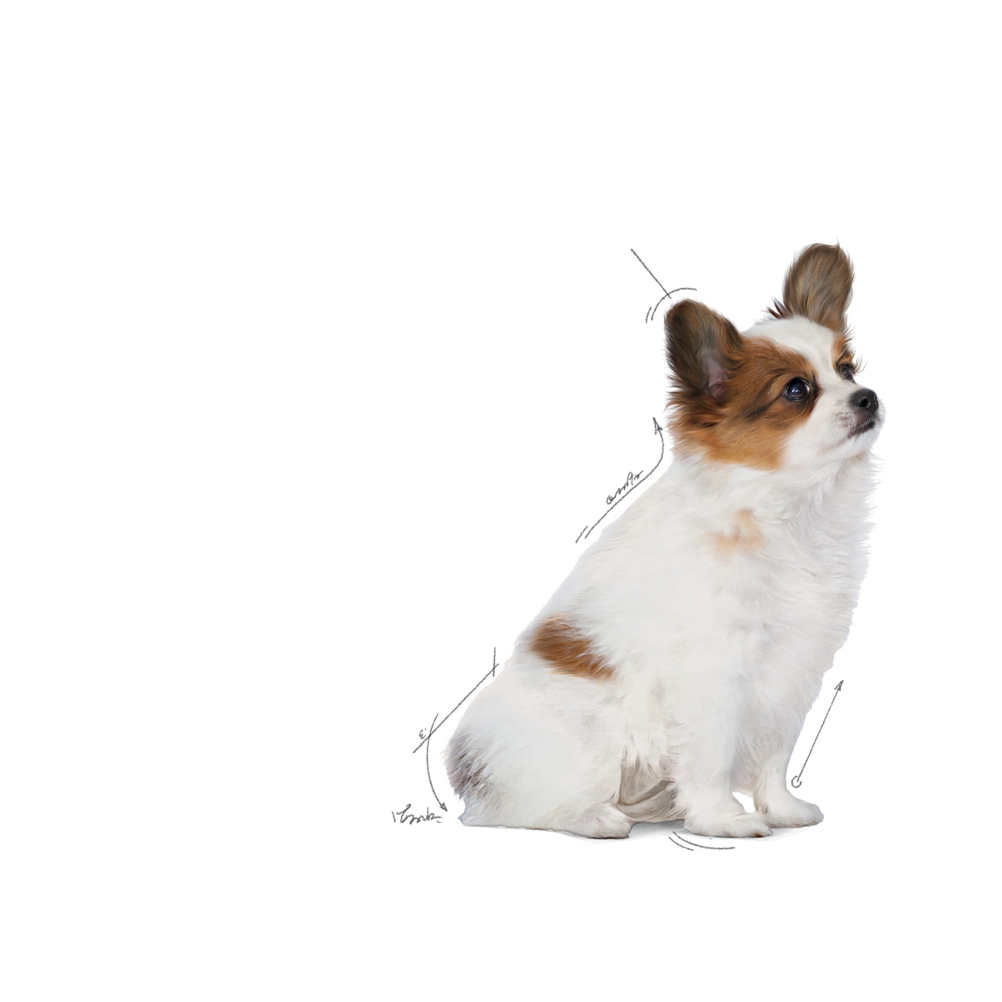 Royal Canin X-Small Puppy Száraz Kutyatáp 1.5kg Magyarország | 64170BGKX