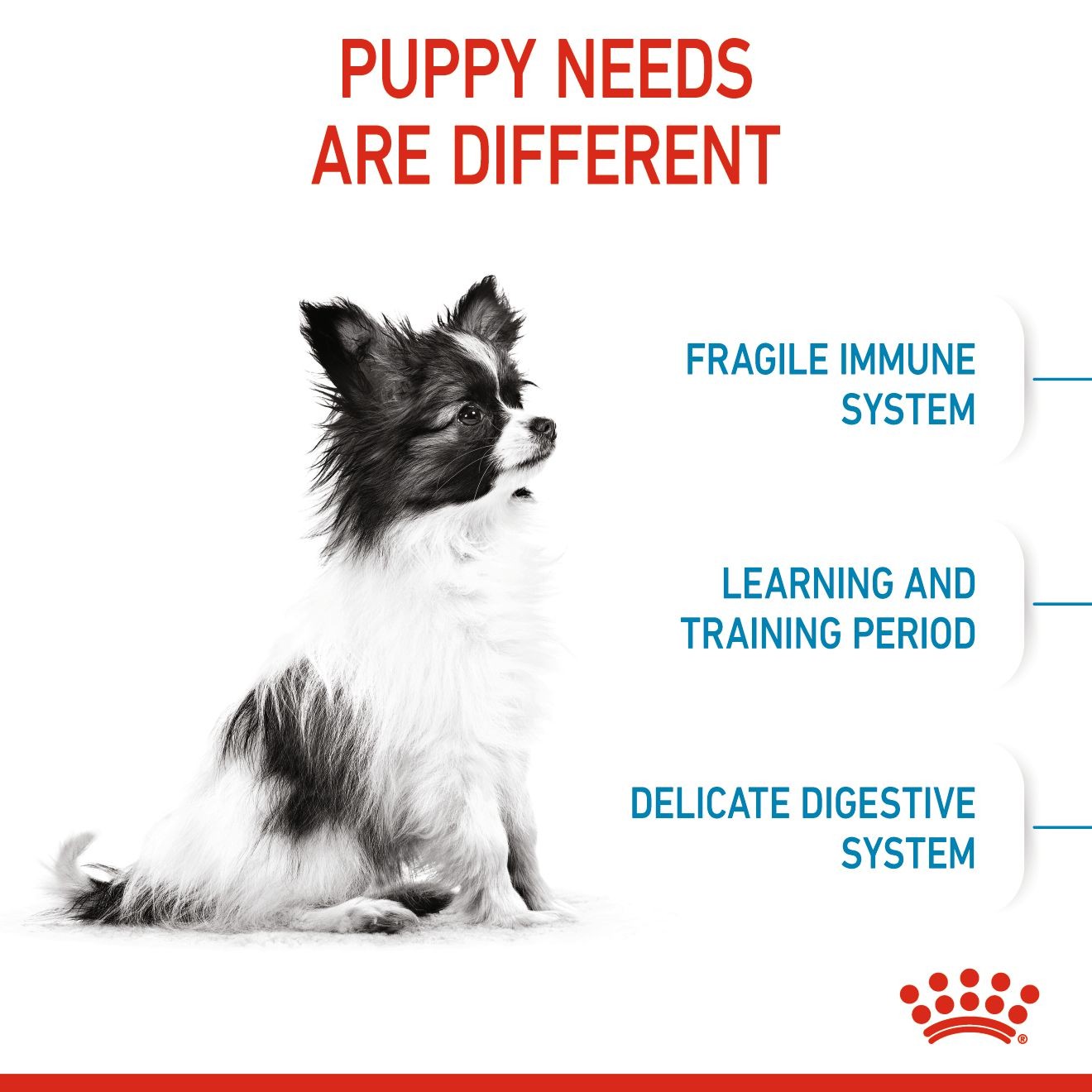 Royal Canin X-Small Puppy Száraz Kutyatáp 1.5kg Magyarország | 64170BGKX